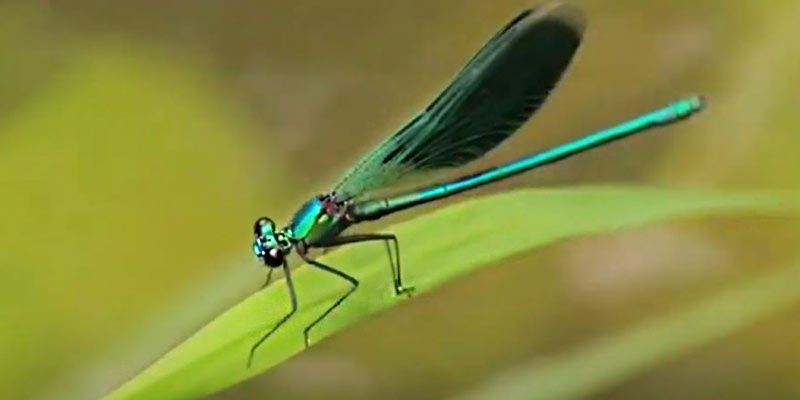 Photo of a dragonfly on a leaf