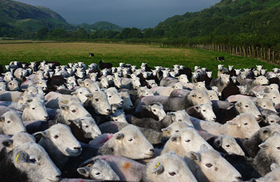 Herdwick flock