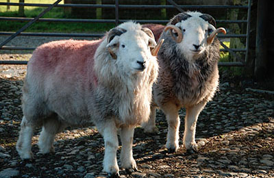 herdwick pair