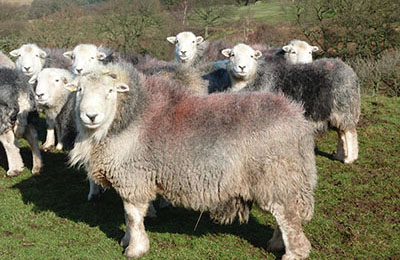 herdwicks