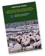 Heritage Sheep