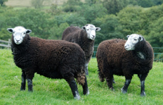 the sheep trust