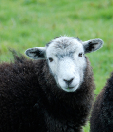 the sheep trust