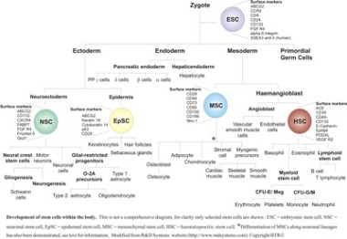 ESC differentiation