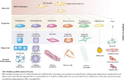 MSC differentation