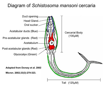 Diagram of schistosoma mansoni cercaria