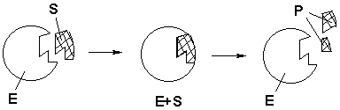 Diagram showing an enzyme catalsying the breakdown of its substrate into two product molecules.