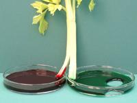 Split celery stick taking up two colours of dye.