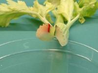 Cross section of our red and green celery rock.