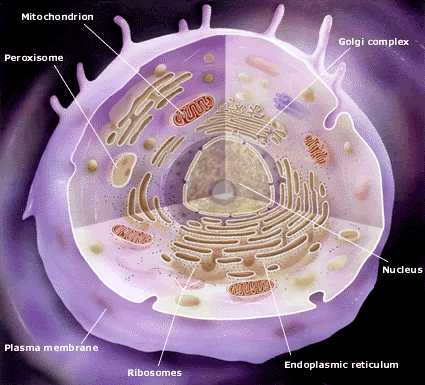 Diagram of a cross section through a cell.
