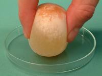 Squeezing an egg after removing the shell in vinegar.