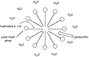 Diagram of a micelle formed by detergent molecules.