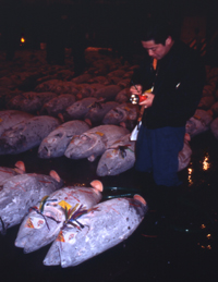 Image of Tsukiji fish market blue fin tuna