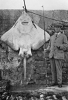 Image of Common skate Ballycotton Ireland early 20th C
