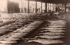 Image of Halibut - Aberdeen fish market Scotland ca 1910