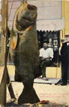 Image of Black sea bass Santa Catalina CA ca 1910
