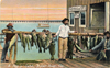 Image of a day's catch of groupers etc - Indian River Fla ca 1911