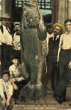 Image of a 262 lb goliath grouper Manatee River FL ca 1910