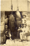 Image of Goliath groupers Rockport Texas 1908