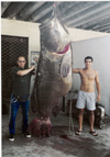 Image of Goliath grouper Brazil huge