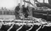 Image of Unloading herring at Yarmouth 1902