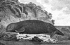 Image of Sea otter 1778