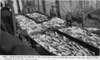 Image of 18000 salmon in trap Alaska 1907