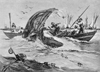 Image of Thresher shark in mackerel net, East Canada ca 1920