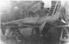 Image of Basking shark Scotland 2 ca 1950