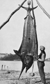 Image of 976lb black marlin New Zealand 1933