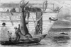 Image of Shark shooting Port Louis Mauritius 1880