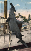 Image of Hammerhead shark Florida ca 1917