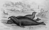 Image of Southern Elephant Seal 1839
