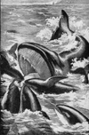 Image of Killer whales attack Greenland whale ca 1920