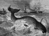 Image of Greenland whale death flurry 1883