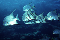 Image of Atlantic spadefish Hol Chan Marine Reserve